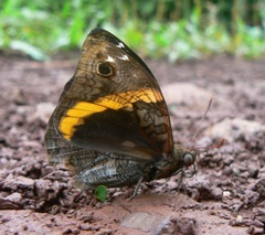 Opsiphanes invirae amplificatus
