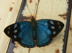 Dynamine tithia tithia