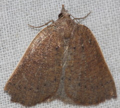 Authaemon stenonipha