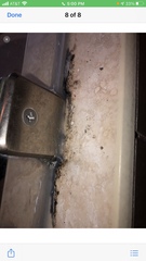 Penicillium