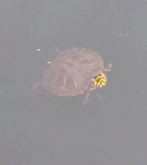 Trachemys scripta scripta