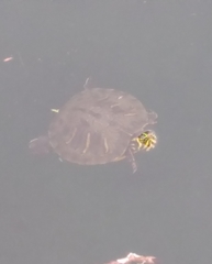 Trachemys scripta scripta