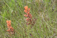 Castilleja lindheimeri