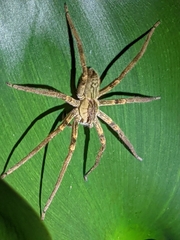 Cupiennius coccineus