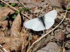 Pieris virginiensis
