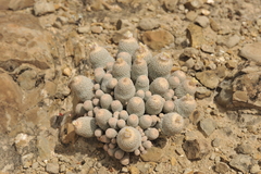 Epithelantha greggii polycephala