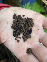 Antrodiaetus pacificus