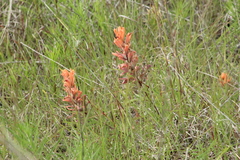 Castilleja lindheimeri