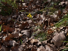Jacobaea adonidifolia