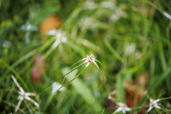 Rhynchospora nervosa