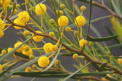 Acacia blakelyi