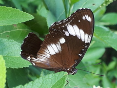 Hypolimnas bolina bolina