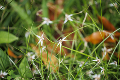 Rhynchospora nervosa