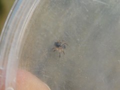 Aelurillus politiventris