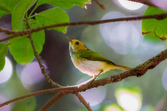 Abroscopus albogularis