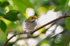 Abroscopus albogularis