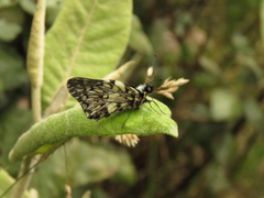 Catasticta semiramis