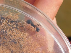 Messor ebeninus