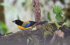 Anisognathus notabilis