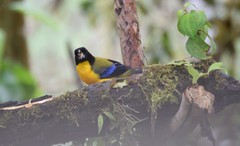 Anisognathus notabilis