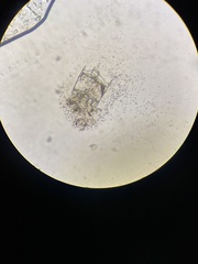 Plationus patulus