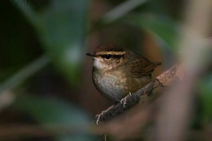 Urosphena squameiceps