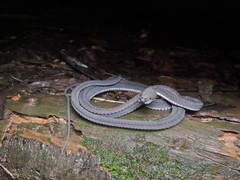 Xenodermus javanicus