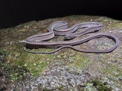 Xenodermus javanicus