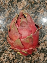 Selenicereus costaricensis