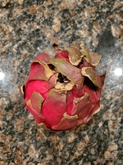 Selenicereus costaricensis