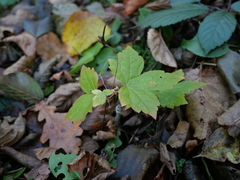 Geranium nodosum
