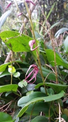 Pleurothallis phalangifera