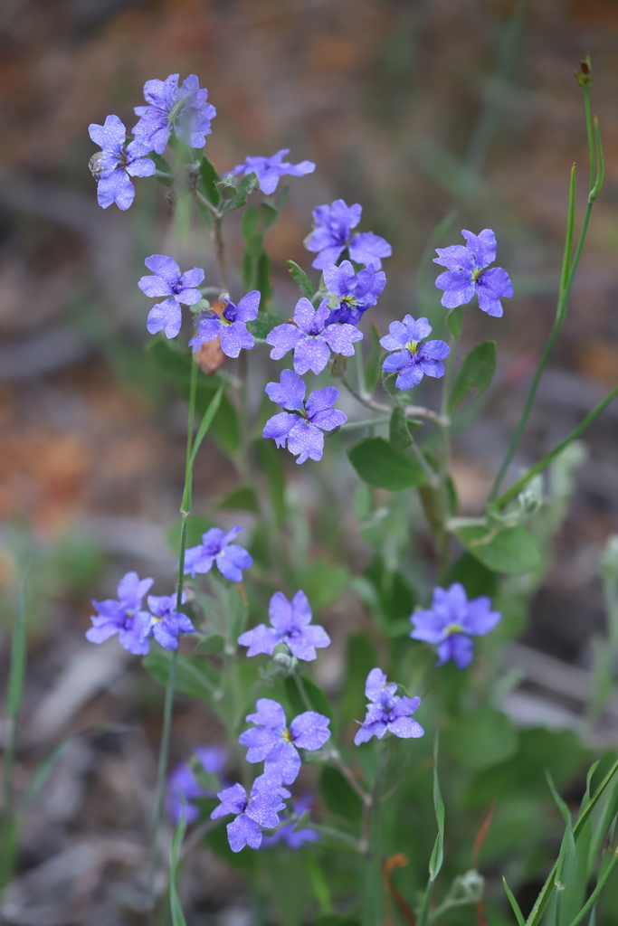 Tall Dampiera