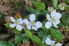 Rubus humistratus