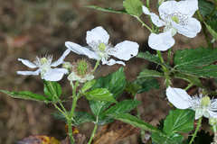 Rubus humistratus