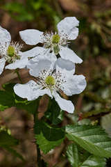 Rubus humistratus