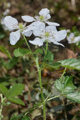 Rubus humistratus