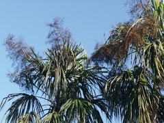 Sabal mauritiiformis