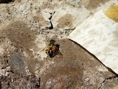 Eristalis tenax