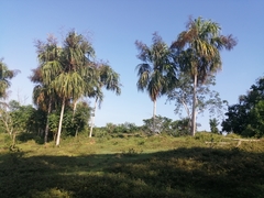 Sabal mauritiiformis