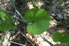 Ipomoea alba