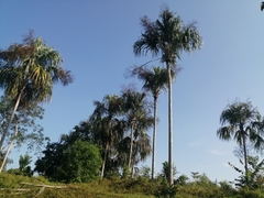 Sabal mauritiiformis