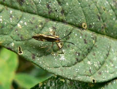 Dictyopsocus pennicornis