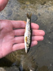 Romanian Barbel photo 3