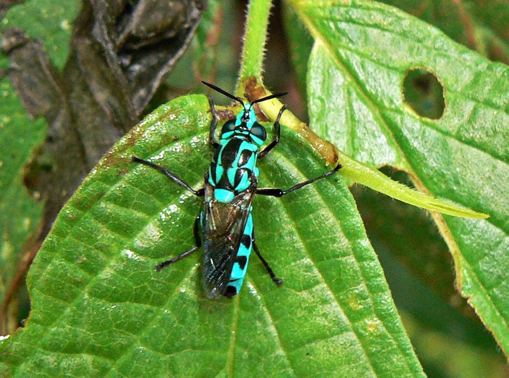 Zuerchermyia