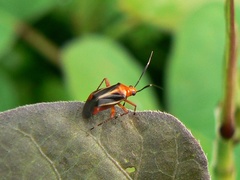 Horciasinus signoreti