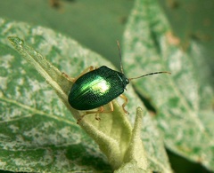 Colaspis laeta