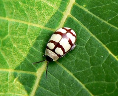 Alagoasa decemguttata
