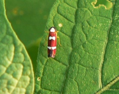 Erythrogonia odonsera