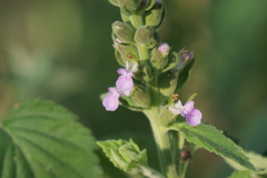 Teucrium vesicarium